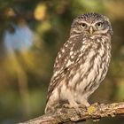 Steinkauz (Athene noctua)