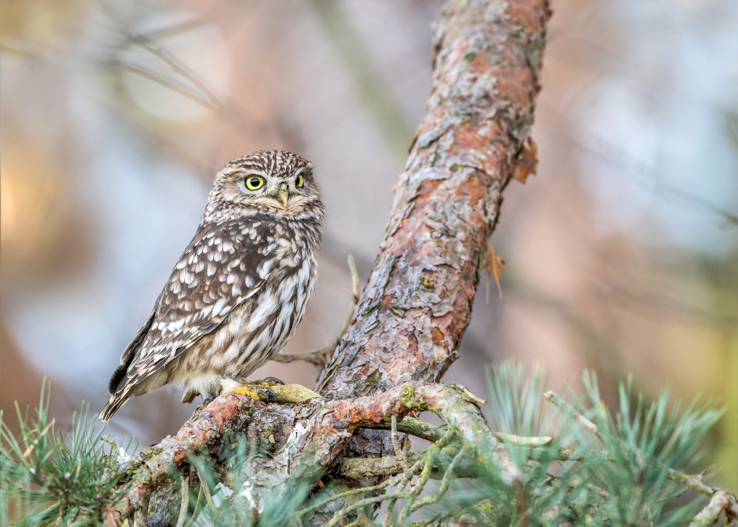 Steinkauz (Athene noctua)