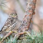 Steinkauz (Athene noctua)