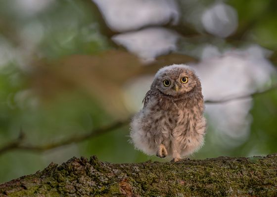 Steinkauz (Athene noctua) 
