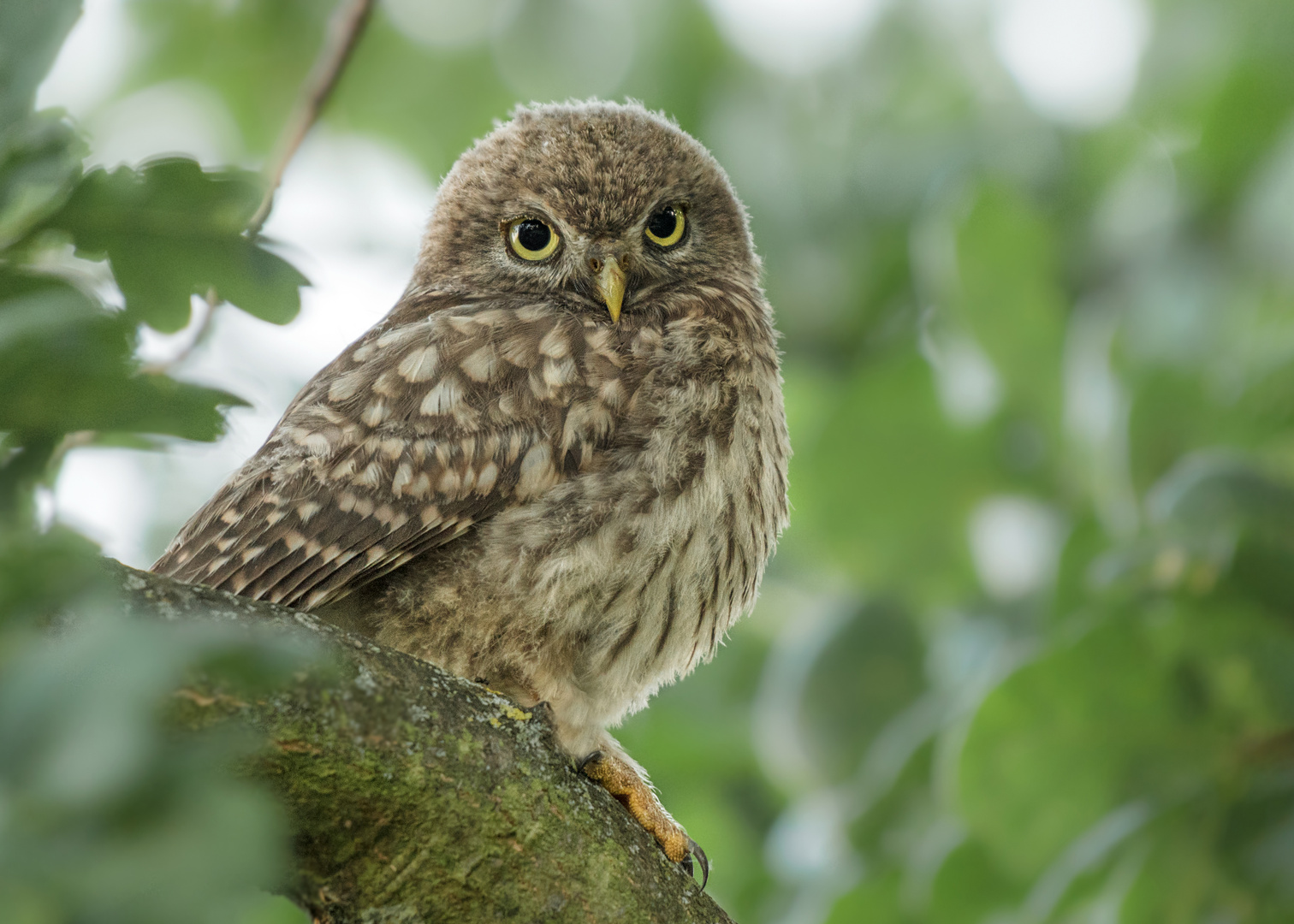 Steinkauz (Athene noctua)