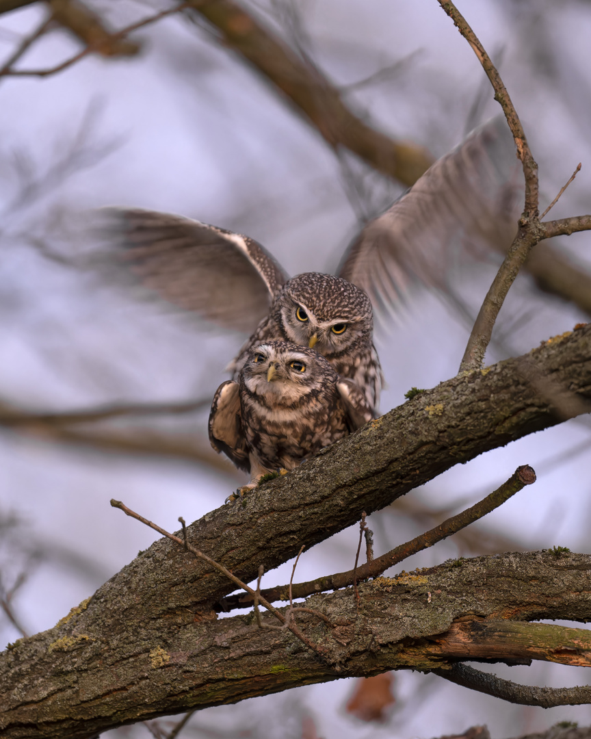 Steinkauz (Athene noctua)