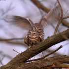 Steinkauz (Athene noctua)