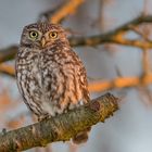 Steinkauz (Athene noctua)