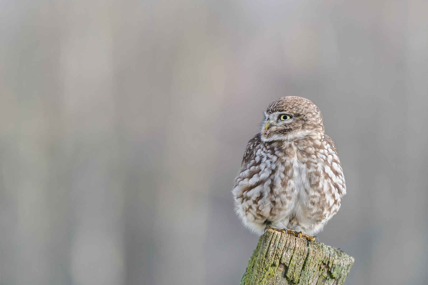 Steinkauz (Athene noctua)