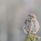 Steinkauz (Athene noctua)