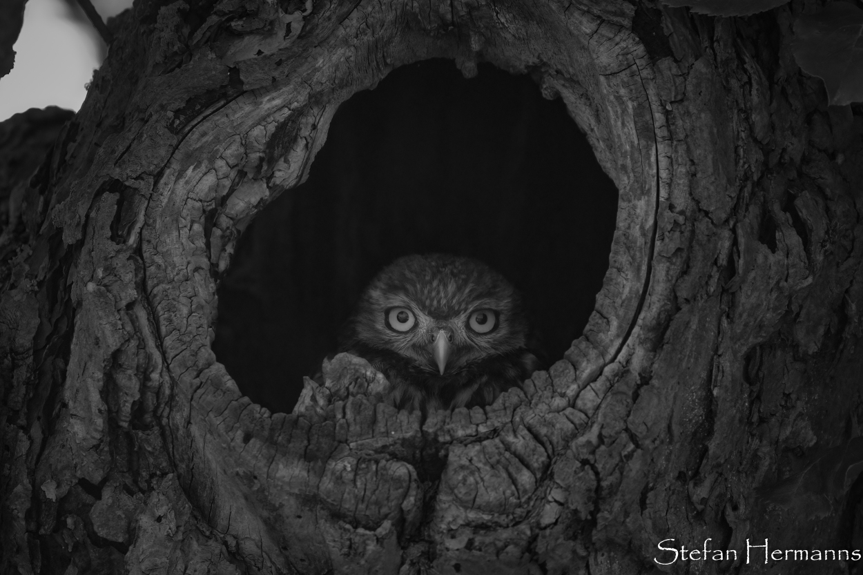 Steinkauz (Athene noctua), Ästling