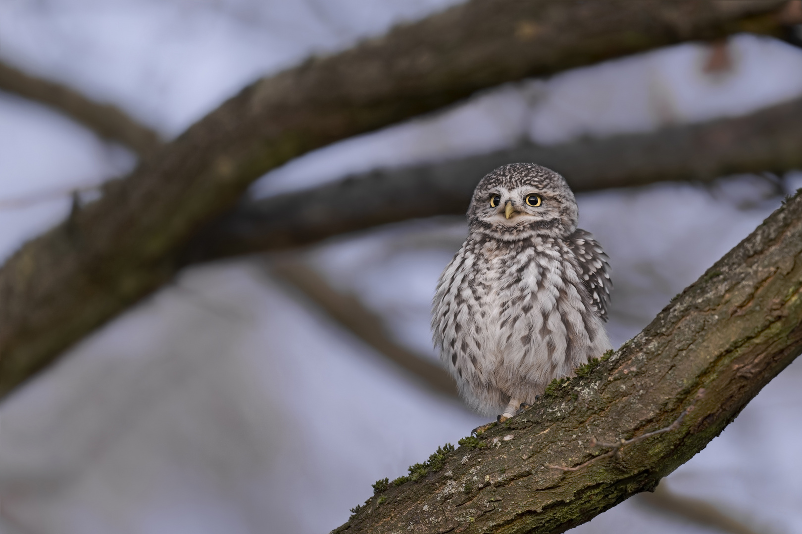 Steinkauz (Athene noctua)