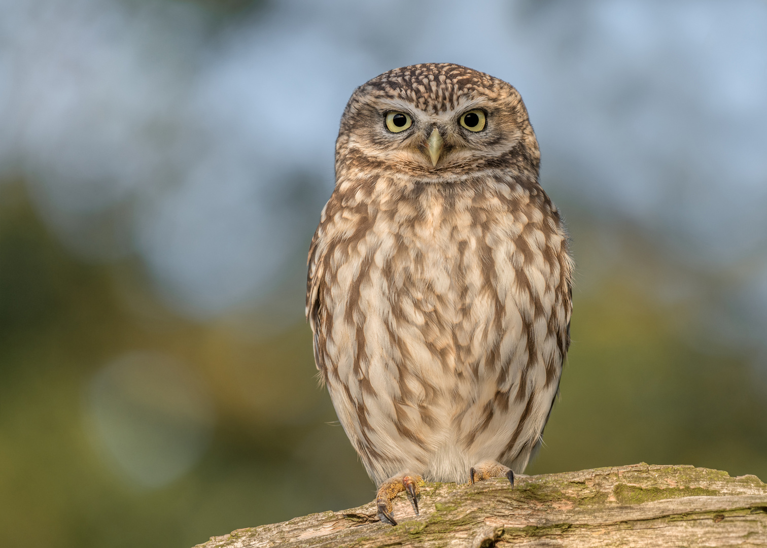 Steinkauz (Athene noctua)