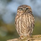 Steinkauz (Athene noctua)