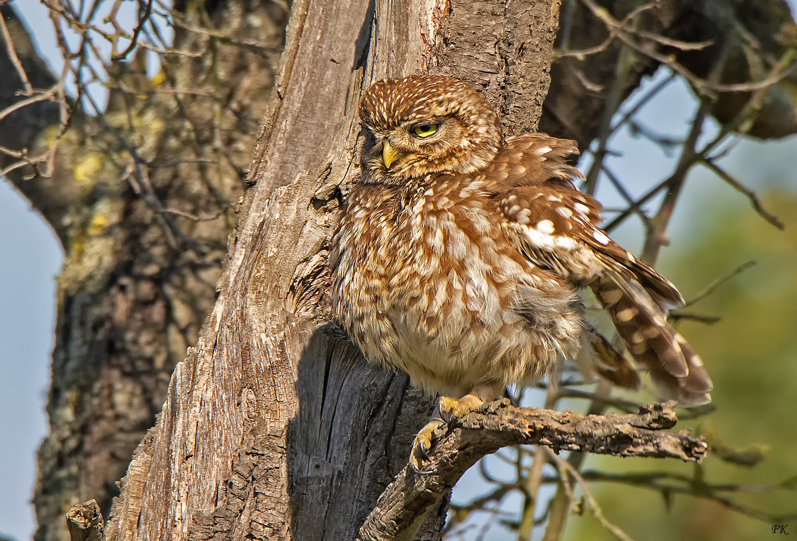 Steinkauz    --    Athene noctua