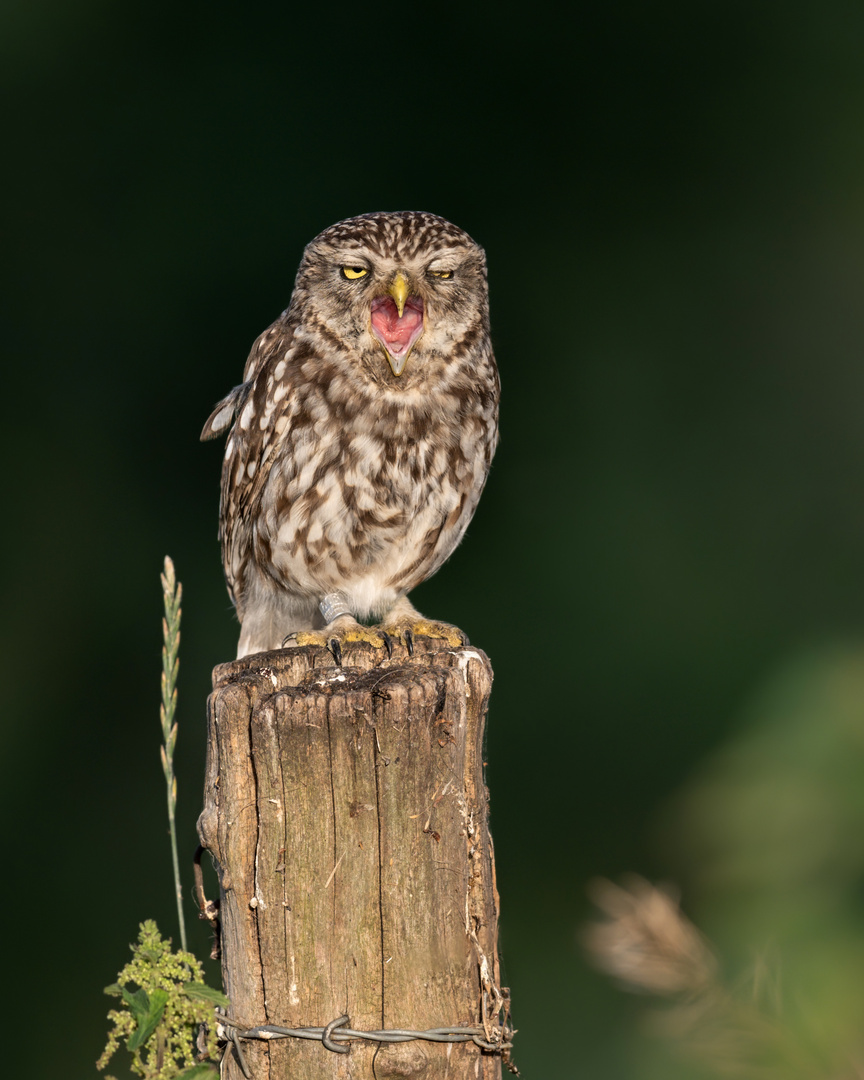 Steinkauz (Athene noctua)