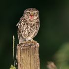 Steinkauz (Athene noctua)