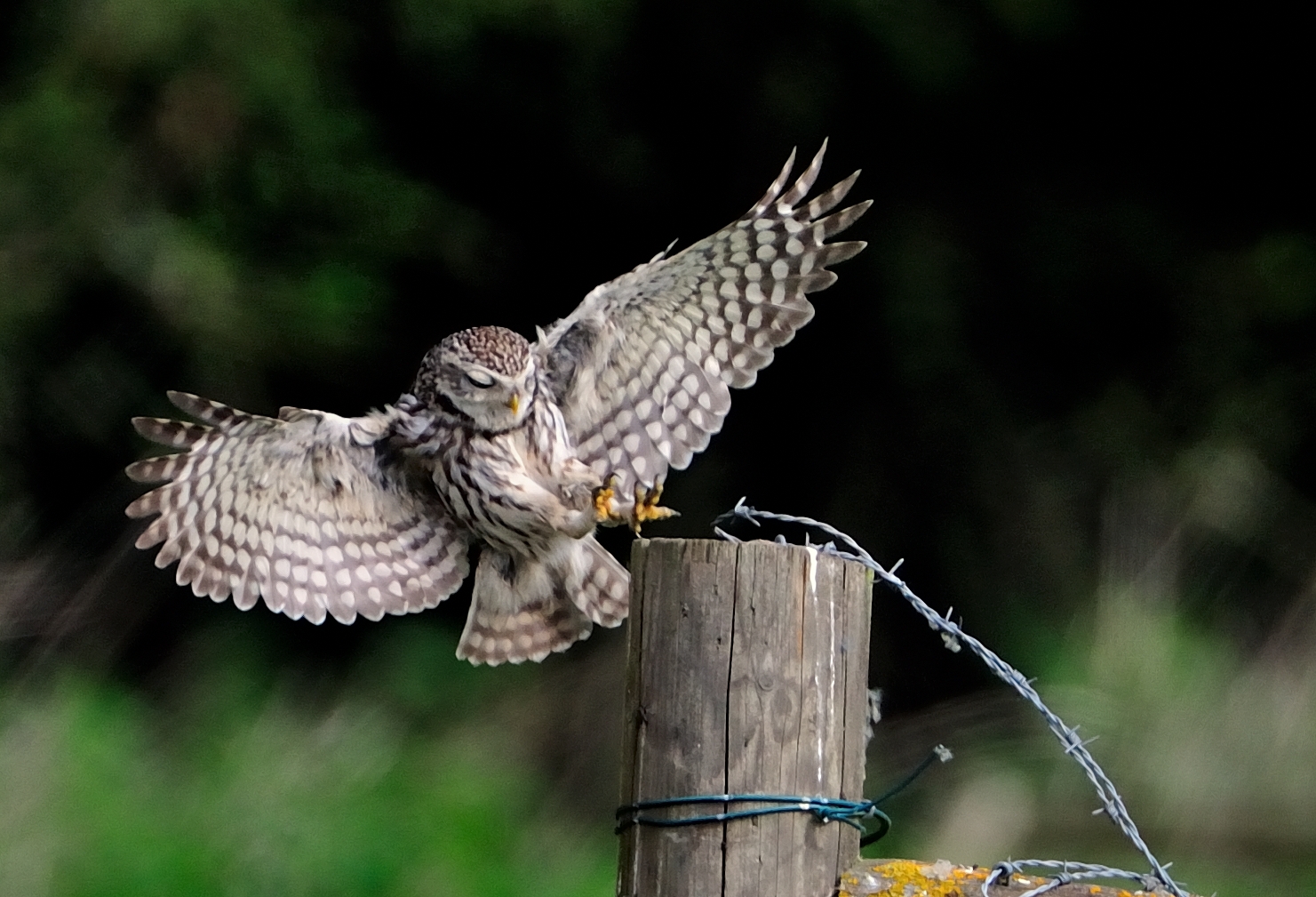 Steinkauz (Athene noctua)