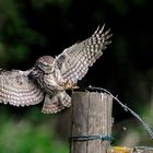 Steinkauz (Athene noctua)