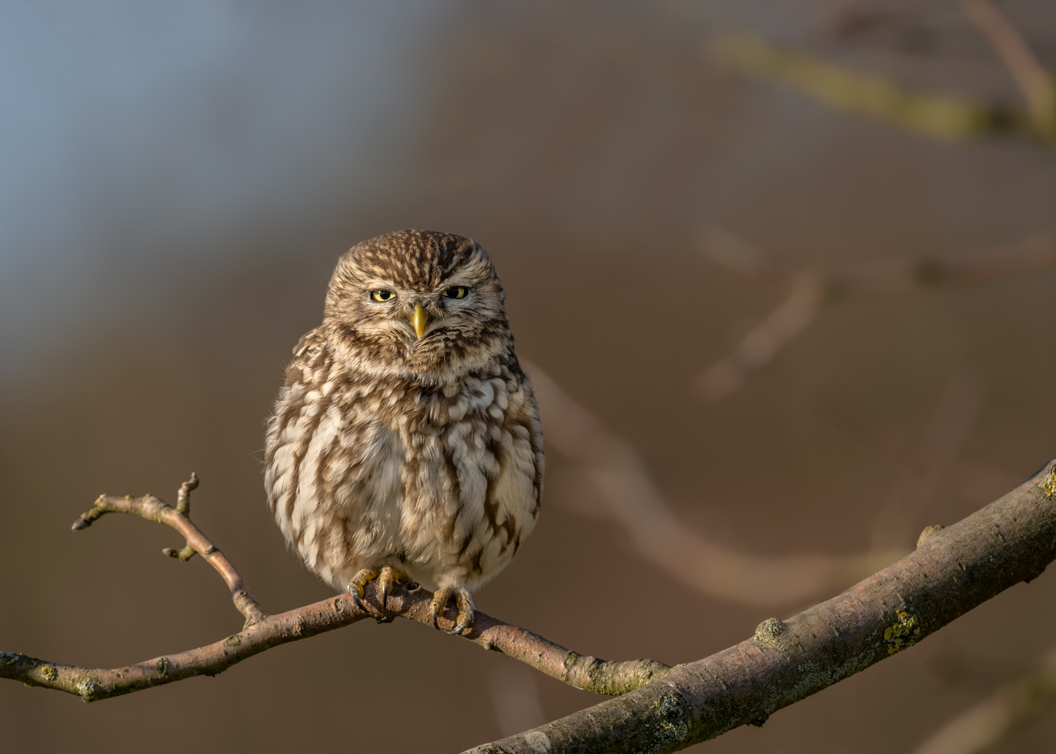 Steinkauz (Athene noctua)