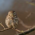 Steinkauz (Athene noctua)