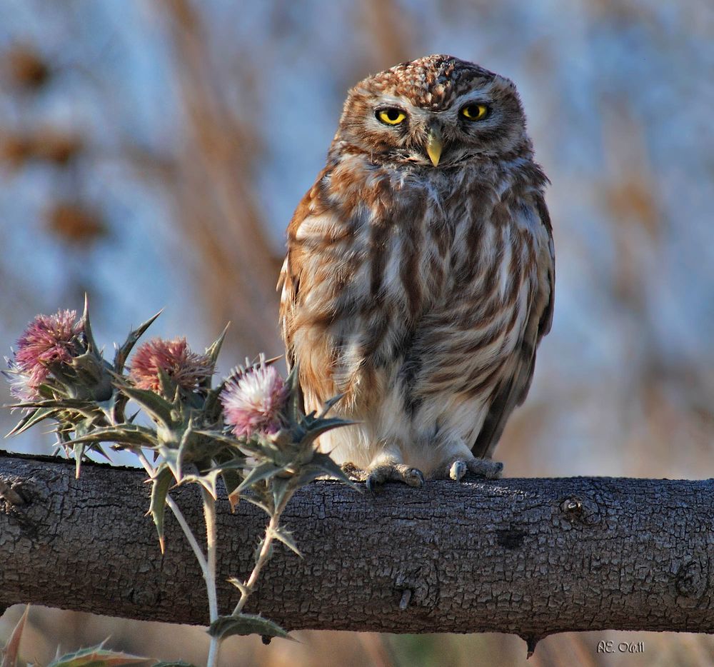 Steinkauz ( Athene noctua )