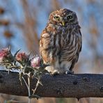 Steinkauz ( Athene noctua )