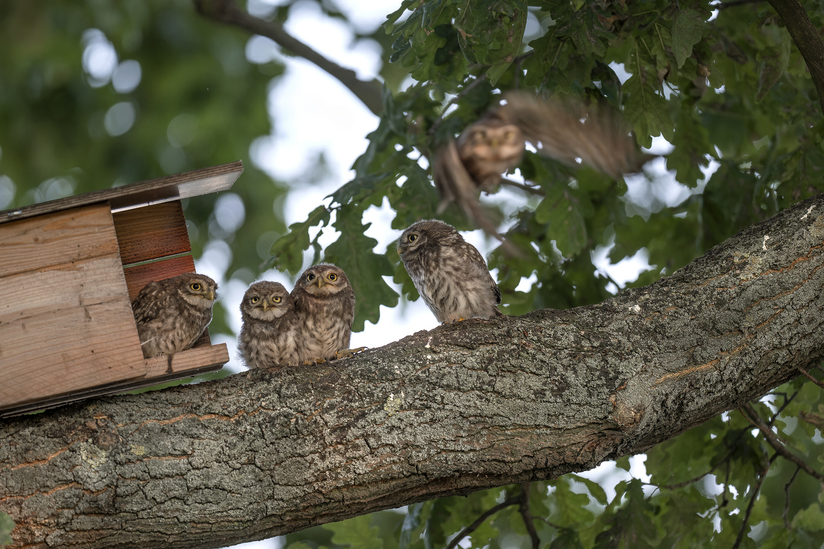 Steinkauz (Athene noctua) 