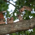 Steinkauz (Athene noctua) 