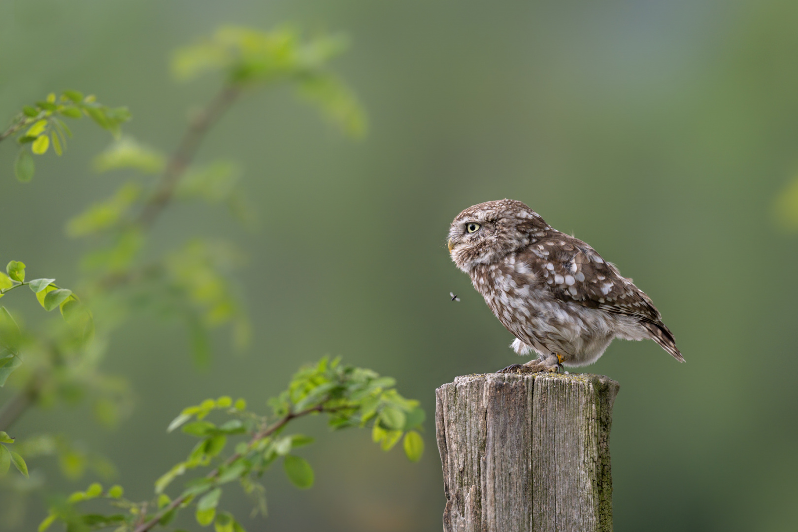 Steinkauz (Athene noctua)