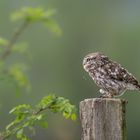 Steinkauz (Athene noctua)