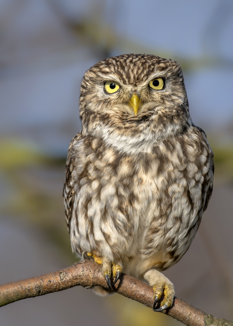 Steinkauz (Athene noctua) 