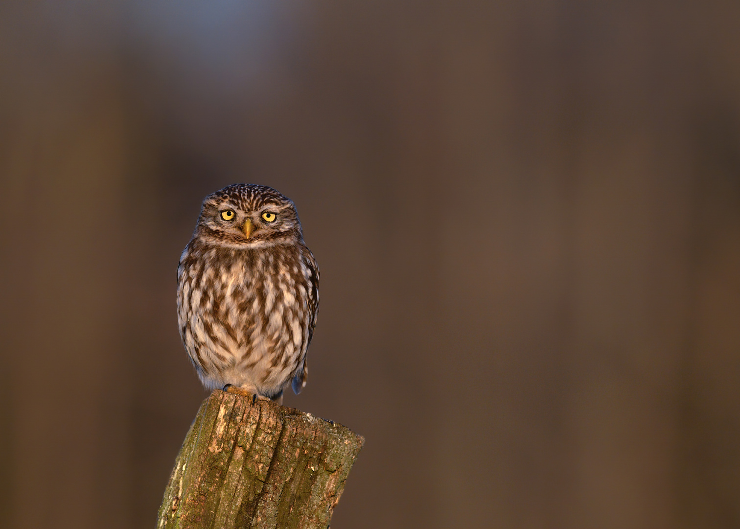 Steinkauz (Athene noctua)