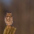 Steinkauz (Athene noctua)