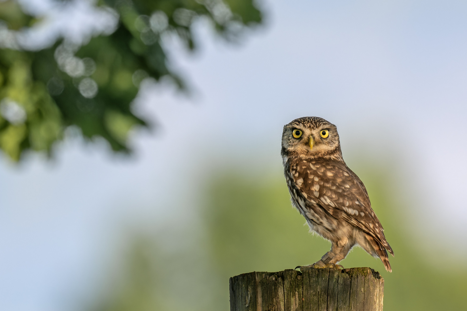 Steinkauz (Athene noctua) 