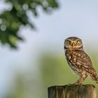 Steinkauz (Athene noctua) 