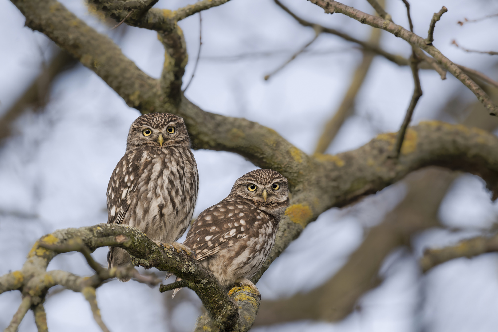 Steinkauz (Athene noctua)