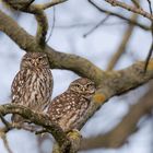 Steinkauz (Athene noctua)