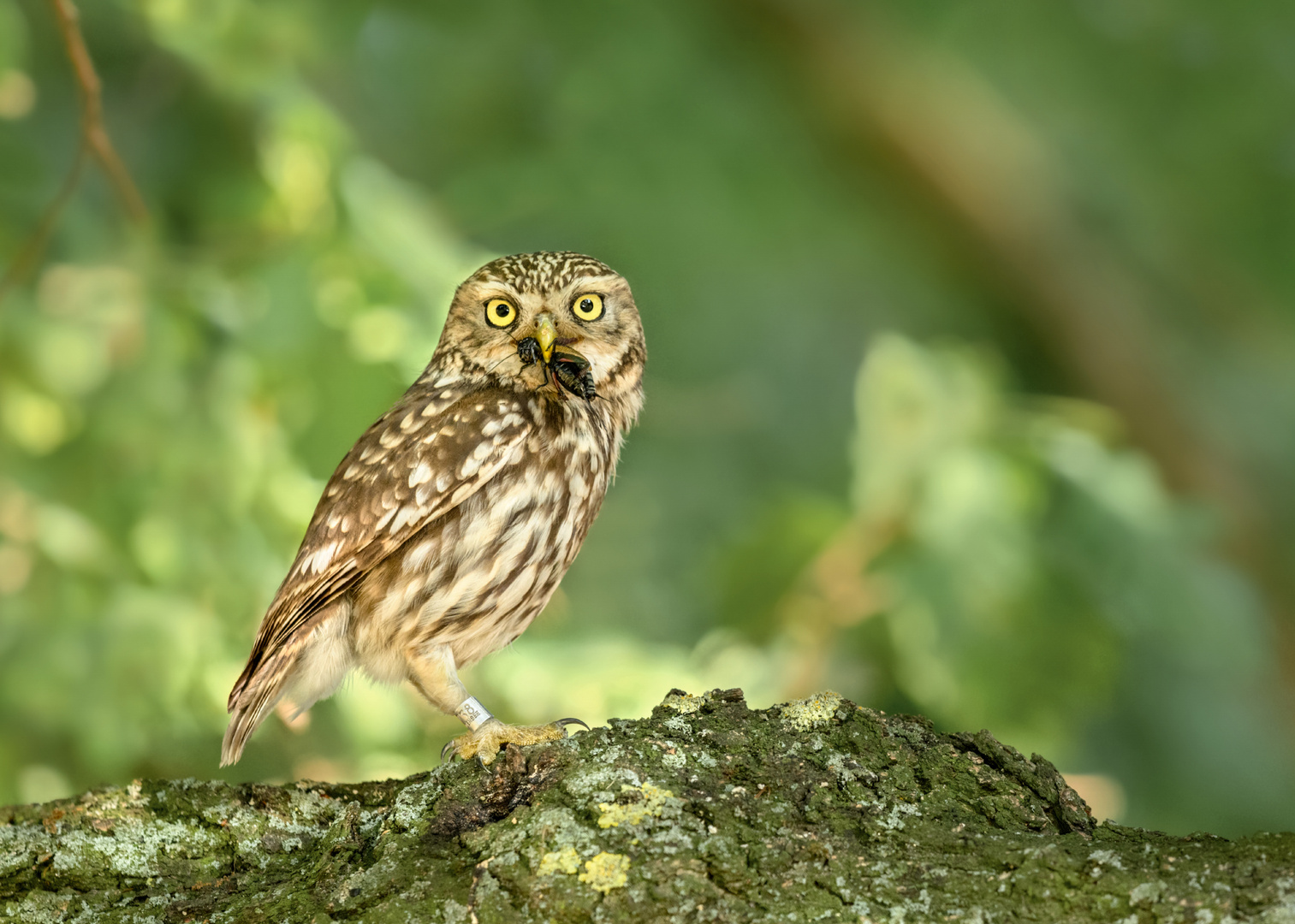 Steinkauz (Athene noctua)