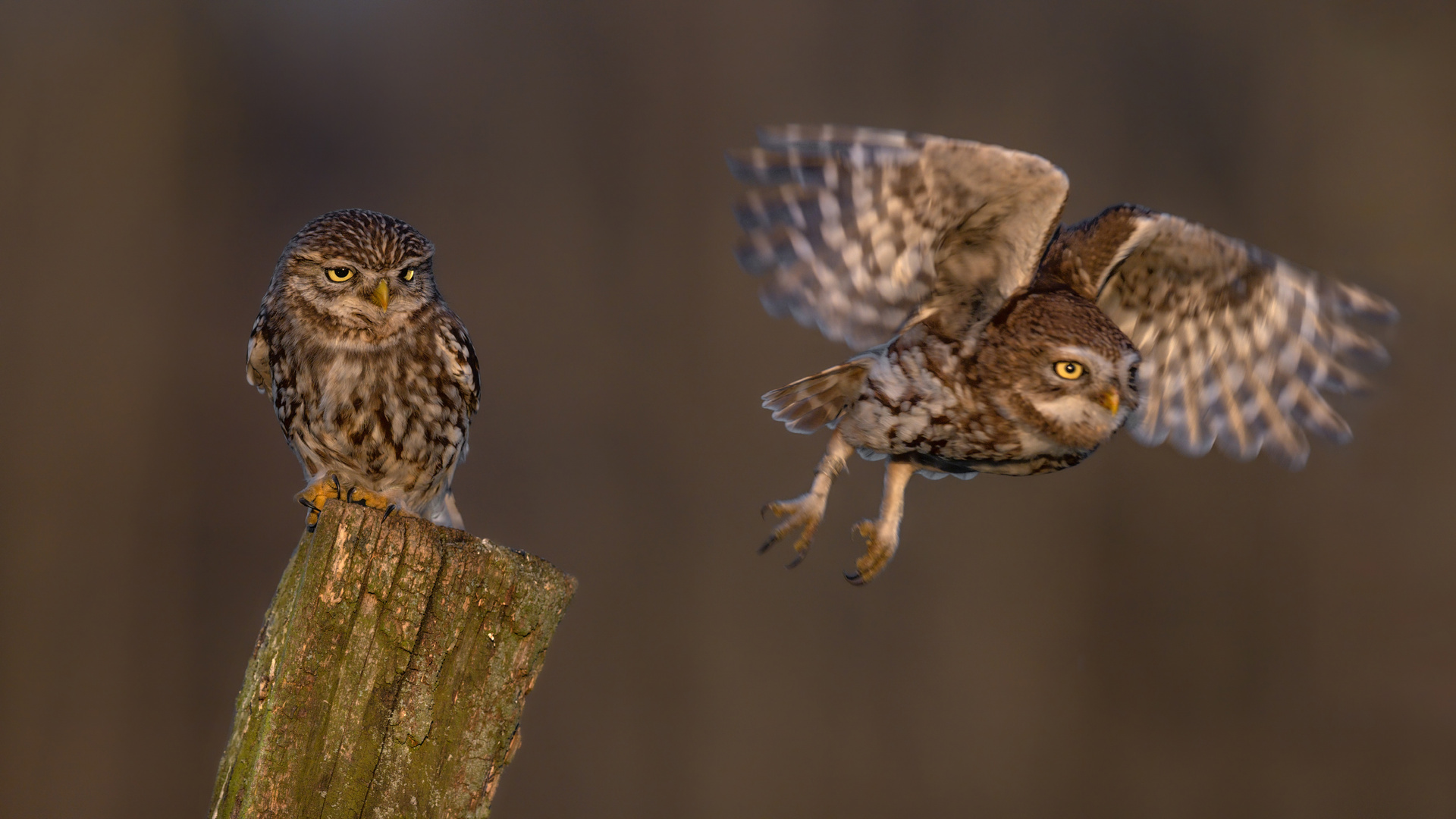 Steinkauz (Athene noctua)