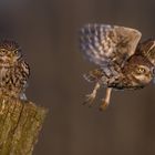 Steinkauz (Athene noctua)