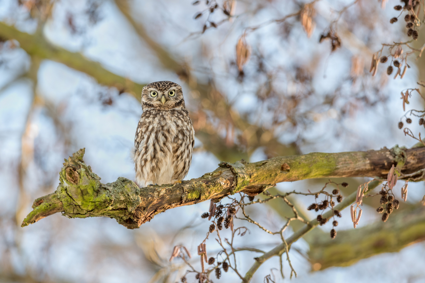 Steinkauz (Athene noctua)