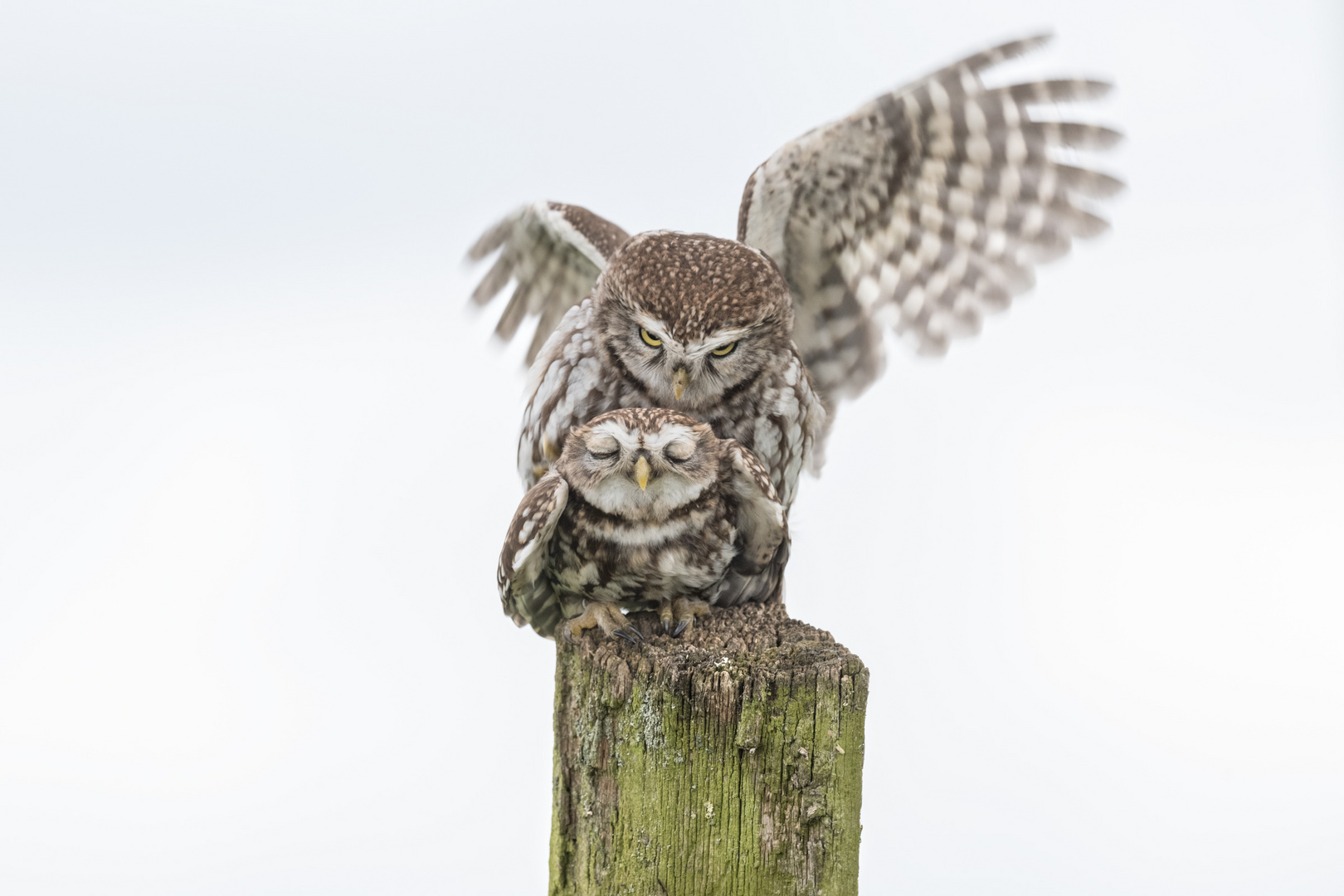 Steinkauz (Athene noctua)