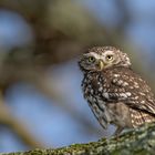 Steinkauz (Athene noctua)