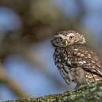 Steinkauz (Athene noctua)