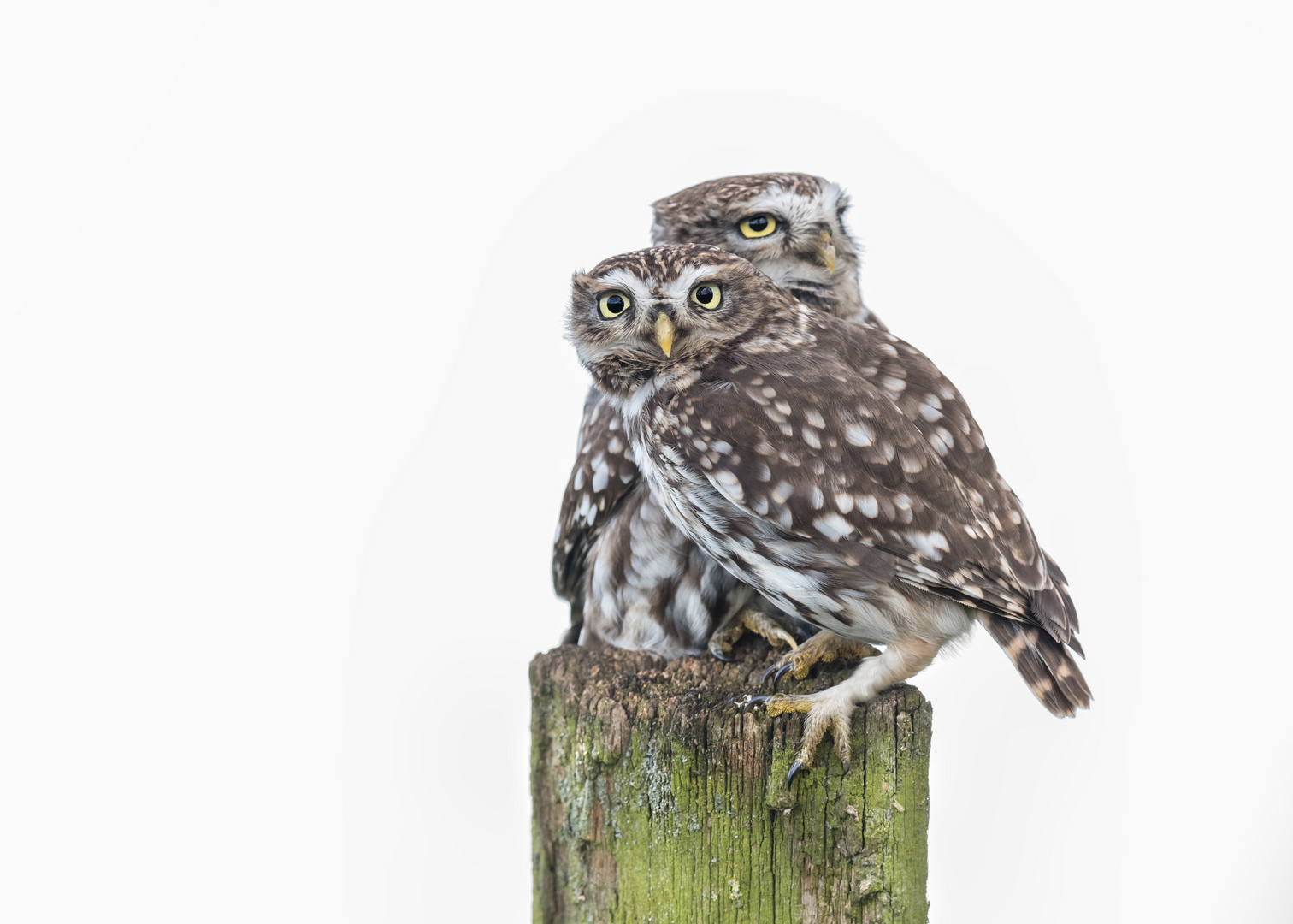 Steinkauz (Athene noctua)