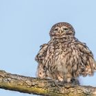 Steinkauz (Athene noctua)