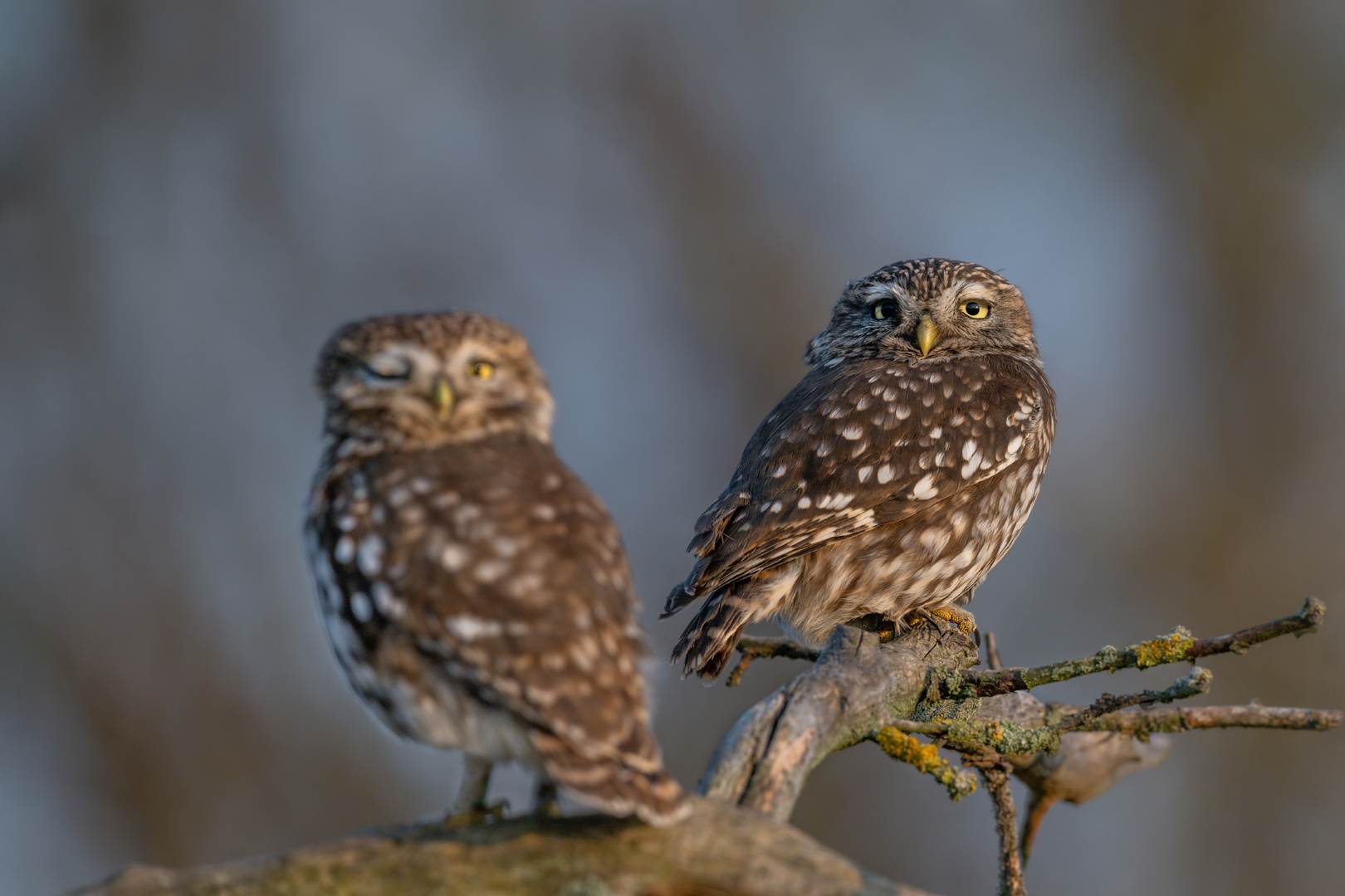 Steinkauz (Athene noctua)