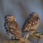 Steinkauz (Athene noctua)