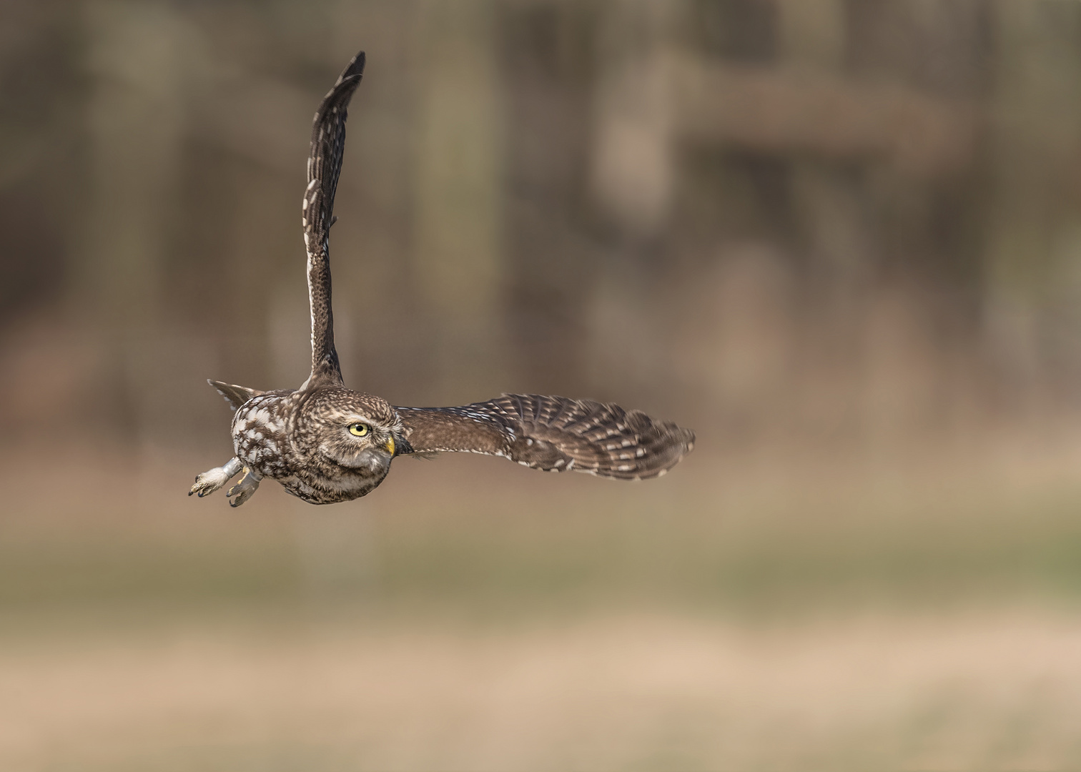 Steinkauz (Athene noctua)