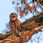 Steinkauz (Athene noctua)