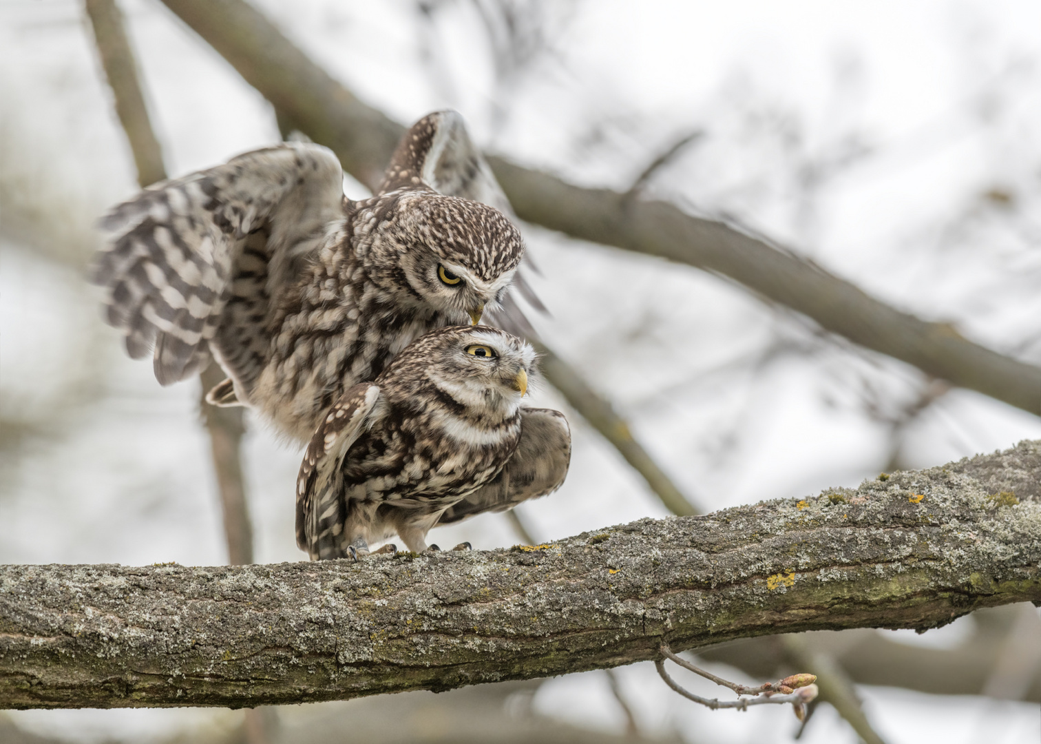 Steinkauz (Athene noctua)