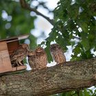 Steinkauz (Athene noctua) 