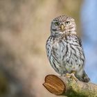 Steinkauz (Athene noctua)